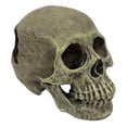 thumbnail image 3 of Komodo Human Skull Full, 3 of 3