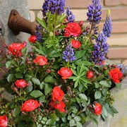Heirloom Roses - Veranda Brilliant Floribunda Rose Plant - One Gallon Orange Rose Bush For Planting