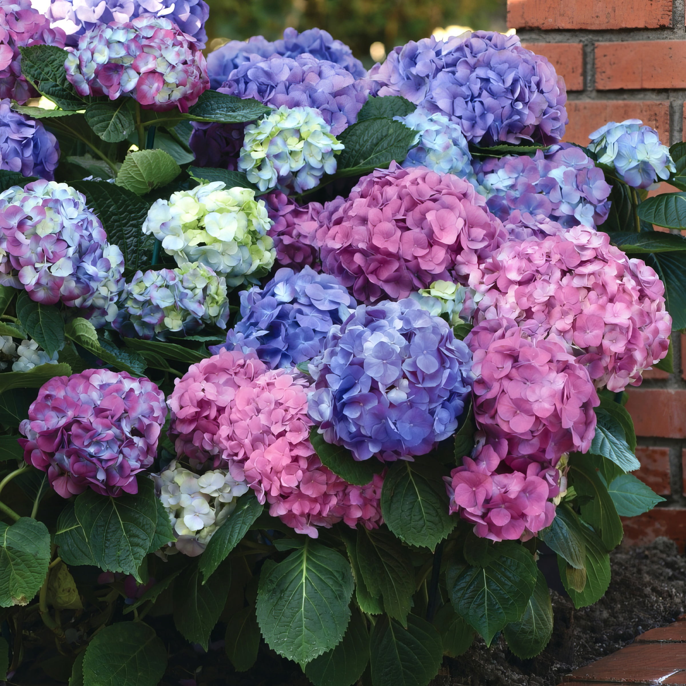 National Plant Network 4" Hydrangea 'LA Dreamin'Live Perennial Shrub with Partial Sun (3-Pack)
