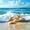Beach 02, variant on Manfei Beach Starfish Seashell Full Size Sheets for Kids Boys and Girls, Coastal Ocean Print Bed Sheets 4-Piece, 1 Flat Sheet, 1 Fitted Sheet and 2 Pillowcases