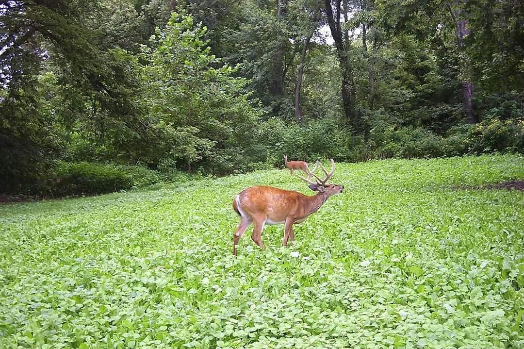 Pure Whitetail Clover and Chicory Perennial Deer Food Plot Seed, 5 lb Bag Plants 1 Acre