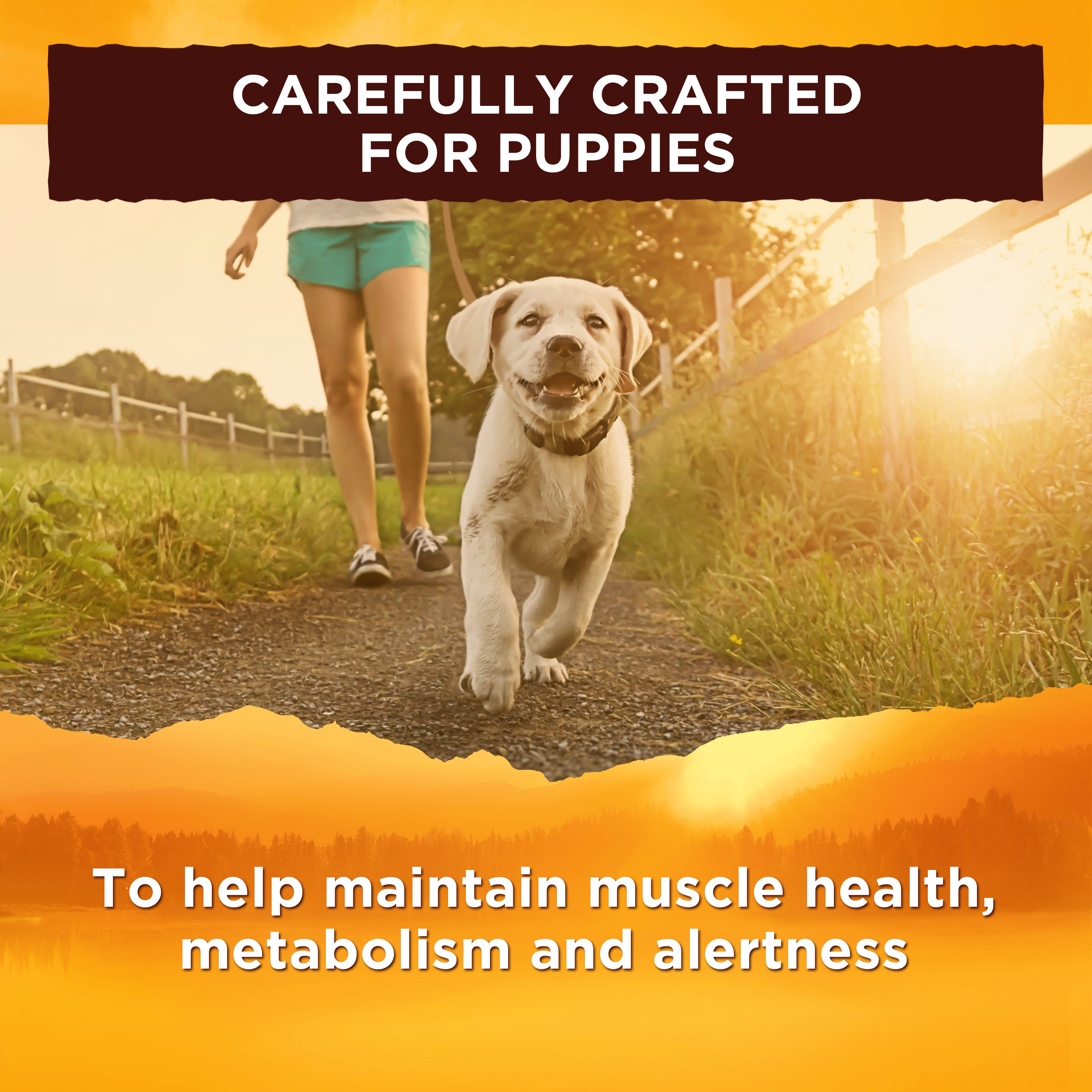 nature's recipe lamb and rice puppy