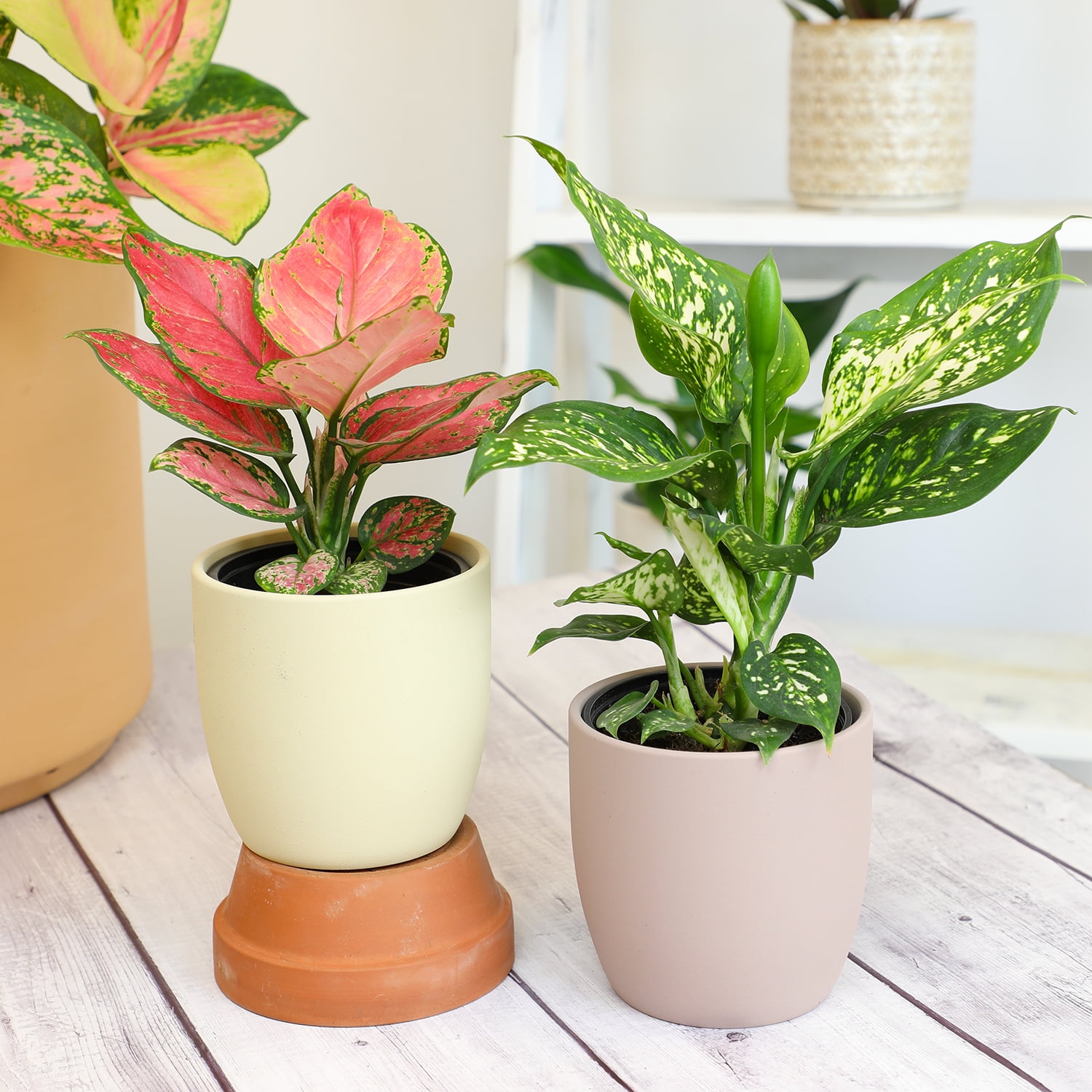 Variegated Chinese Evergreen (Aglaonema) 4-pack | 4.25" Grow Pots | Easy Live House Plants| Filtered Sun | Element by Altman Plants