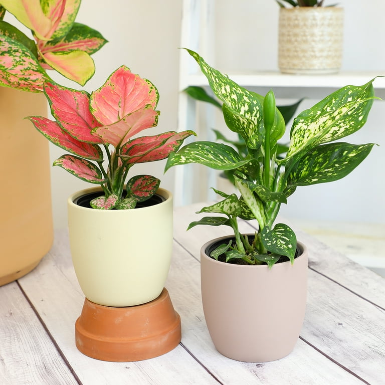 Variegated Chinese Evergreen (Aglaonema) 4-pack | 4.25