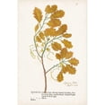 thumbnail image 3 of Unknown 17x24 Black Modern Framed Museum Art Print Titled - Nature Printed Ferns III, 3 of 5