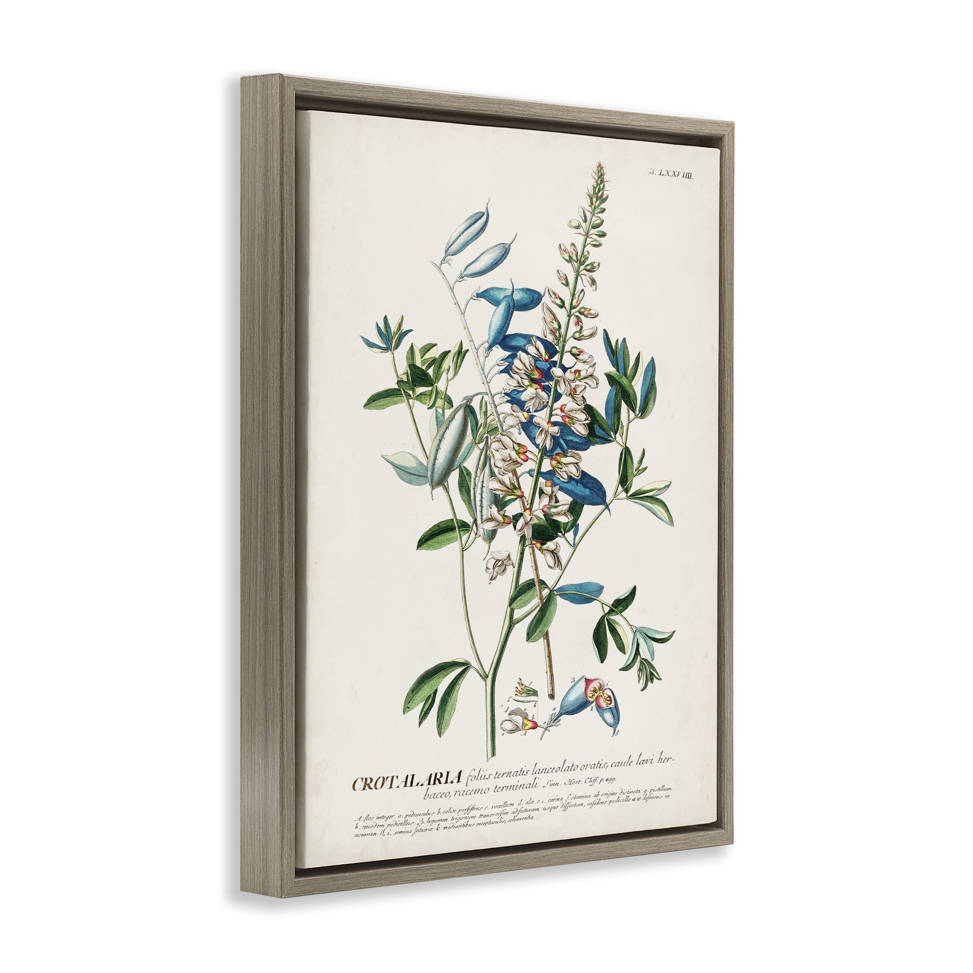 Stupell Industries Flowers And Leaves Vintage Design Botanical & Floral Drawing Brown Floater Framed Canvas Art Print Wall Art, 25 x 31