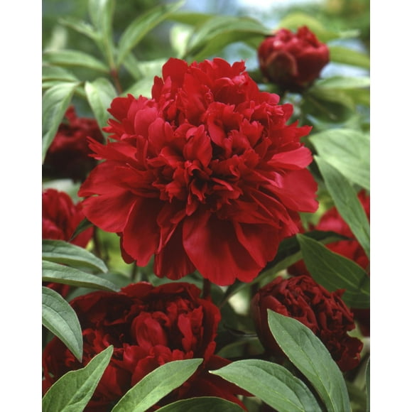 Peony Karl Rosenfield, Peony Karl Rosenfield 1 Bulb
