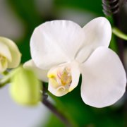 Element White Live Orchid Decor (Approx 16 Tall) in 3.5 Blue & White Planter