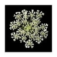 thumbnail image 2 of Gango Home Decor Queen Anne's Lace II by Jim Christensen (Printed on Paper); One 24x24in Fine Art Paper Giclee Print, 2 of 4