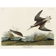thumbnail image 2 of Audubon, John James 24x19 White Modern Wood Framed Museum Art Print Titled - Wilsons Phalarope, 2 of 4
