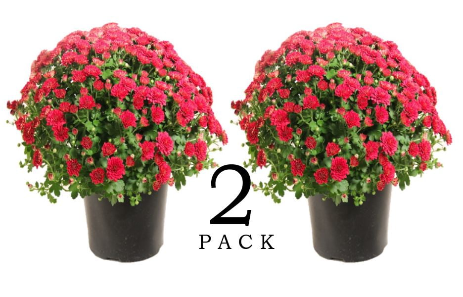 EG 3QT Red Garden Mum Full Sun Live Plants (2 Pack) with Grower Pots