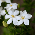 thumbnail image 4 of Gardenia Live Shrubs, White, Fragrant, Hardy Evergreen, 4 of 6