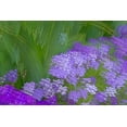 thumbnail image 2 of Jaynes Gallery 14x11 White Modern Wood Framed Museum Art Print Titled - France-Giverny Impression of flowers in Monets Garden, 2 of 4