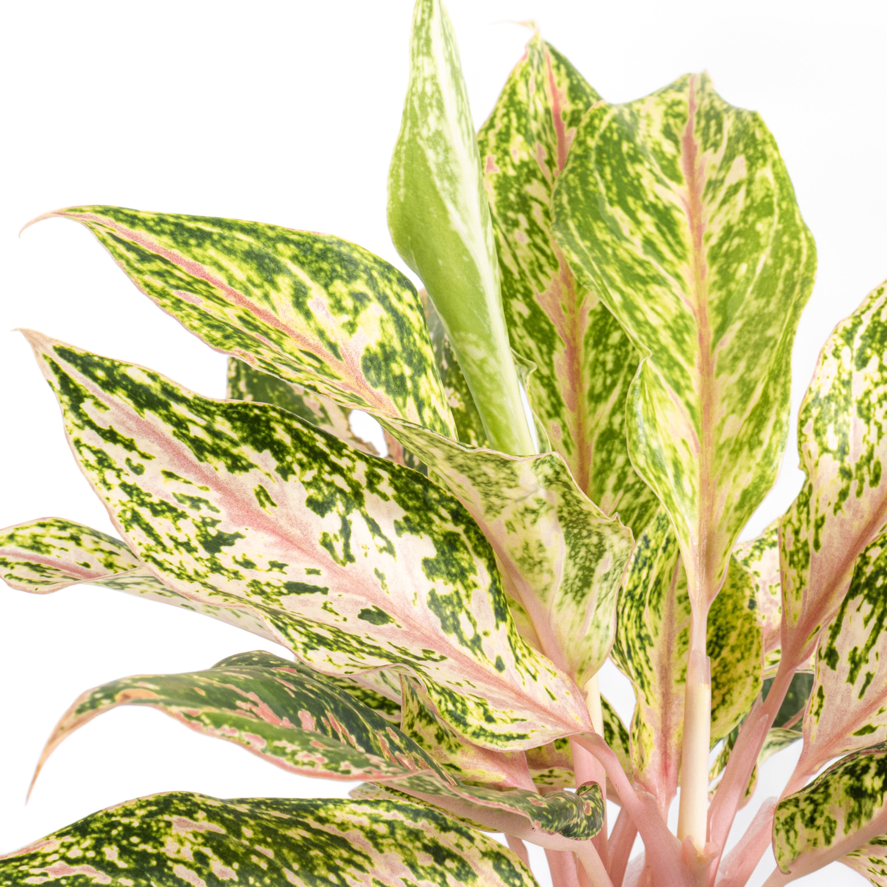 United Nursery Live Aglaonema Sparkling Sara Houseplant 12-14in Tall in 6-inch Premium Ecopot Dark Gray