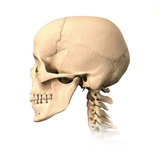 Poster Crâne humain 