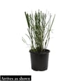 thumbnail image 6 of Direct Gardening Chameleon Variegated Little Bluestem Ornamental Grass 1 Gallon Perennial Plant, 6 of 6