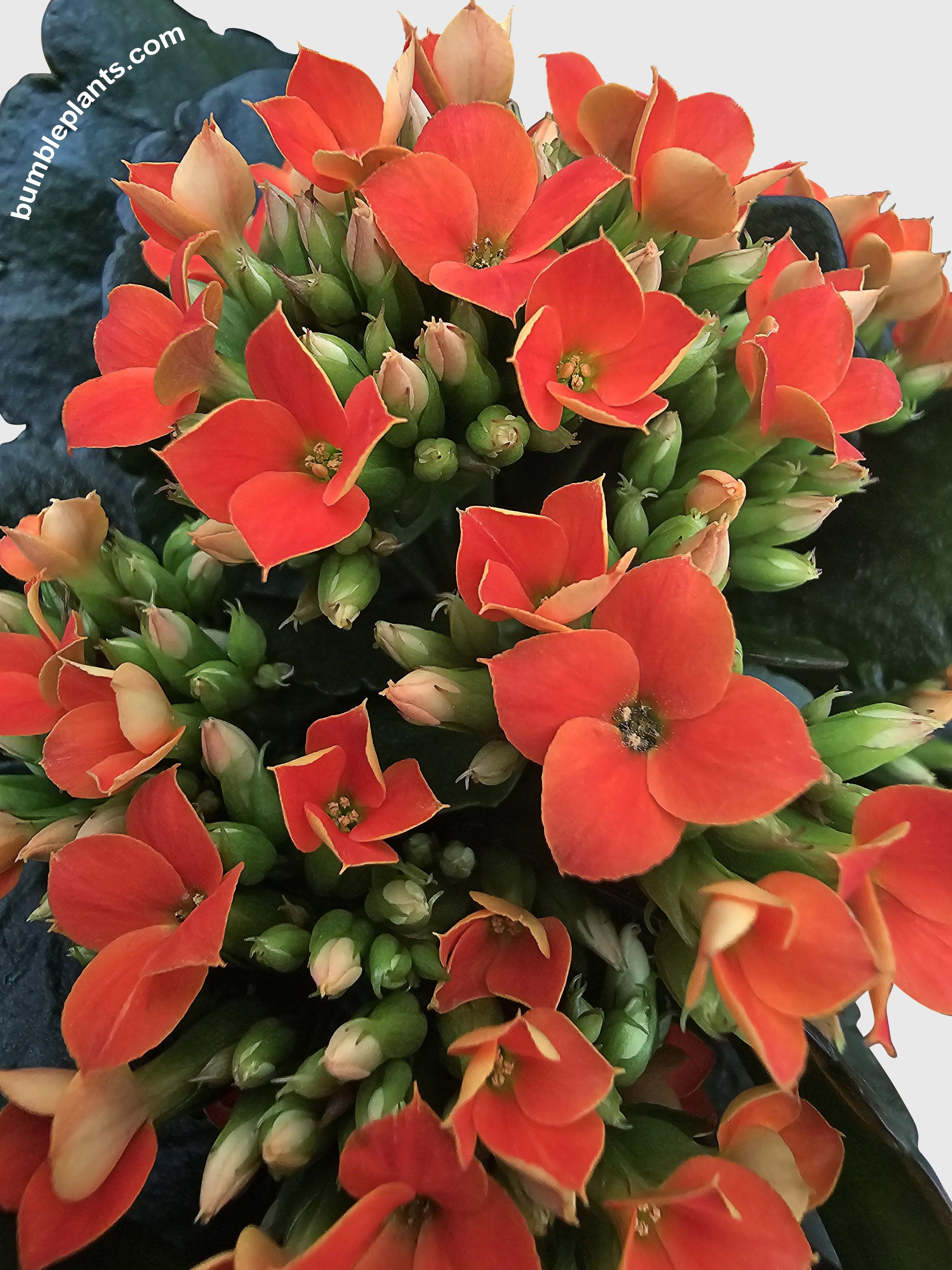 Kalanchoe Flowering Plant - Live Air-Purifying Indoor Plant in Nursery Pot – Easy Care, Low Maintenance Houseplant for Home & Office Decor, Natural Air Cleaner, Best for Beginners (4"Pot, Yellow)