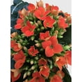 thumbnail image 3 of Kalanchoe Flowering Plant - Live Air-Purifying Indoor Plant in Nursery Pot – Easy Care, Low Maintenance Houseplant for Home & Office Decor, Natural Air Cleaner, Best for Beginners (4"Pot, Red), 3 of 8