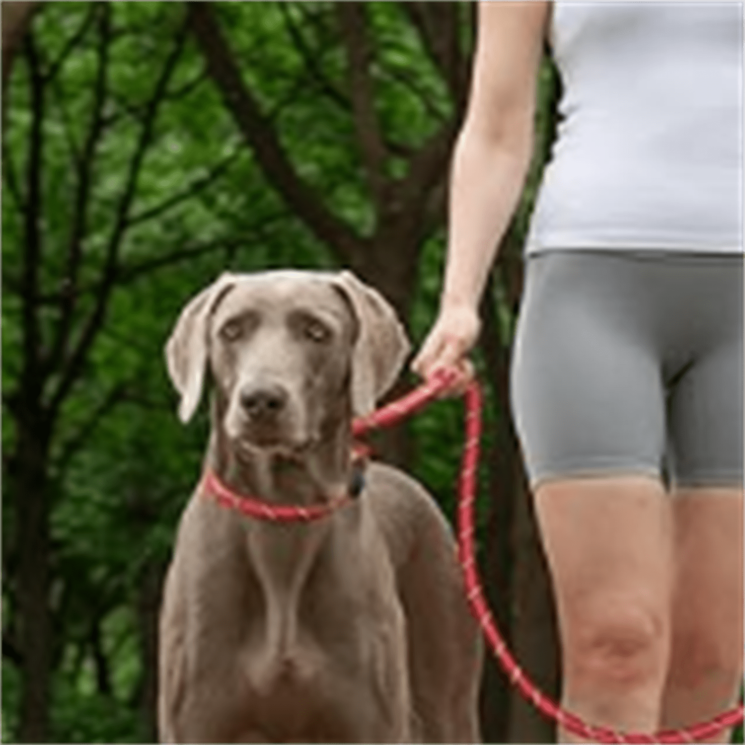Durable Slip Lead Bulk Pack of 5, Heavy Duty 1/2" x 6 FT Comfortable Strong Rope Slip Lead for Large, Medium & Small Dogs No Pulling Pet Training Leash with Highly Reflective Red