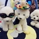 thumbnail image 5 of Sombrero mexicano de Halloween Accesorio para perros Disfraz Gato Mascota Paja Sombrero Artículos para mascotas, 5 of 5
