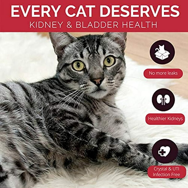 Homeopathic Remedy For Cats Urinary Tract Infection Home Alqu