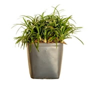 Expert Gardener Dwarf Mondo Grass (18-Pack) Low-Growing Evergreen Groundcover in 3.25-Inch Grower Pots