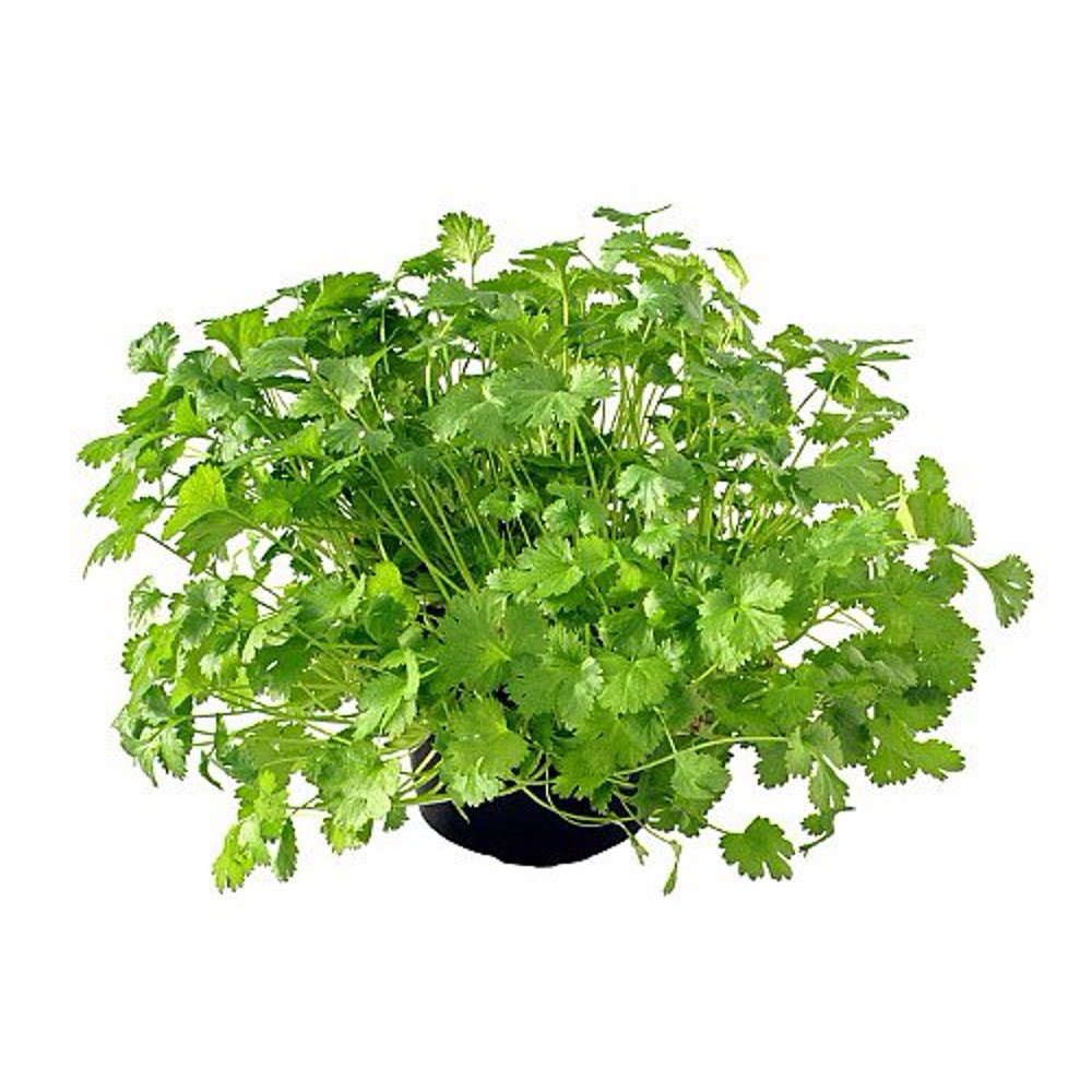 Cilantro Coriander Live Herb 3" Pot