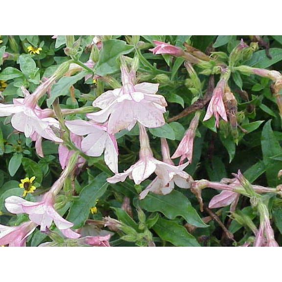 200 JASMINE AZTEC NICOTIANA (Ornamental Flowering Tobacco) Nicotiana Alata Flower Seeds