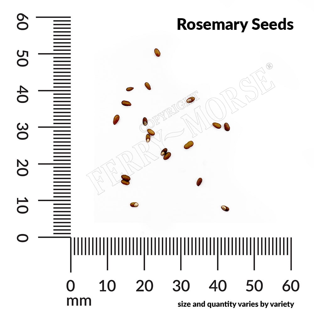 Ferry-Morse 1G Rosemary Herb Plant Seeds Full Sun