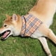 thumbnail image 3 of Adorable juego de corbata y bandana para perro, bufanda ajustable suave y cómoda con cuello floral. Adepaton CPB-US-YY340-11, 3 of 5