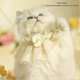 thumbnail image 3 of Cat Collar Floral Embroidery Lace Bibs Adjustable Kitten Scarf Cat Cute Decor Ornament Bow Collar, 3 of 5