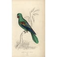 thumbnail image 2 of Great-Billed Parrot, Tanygnathus Megalorynchos Poster Print By ® Florilegius Mary Evans (18 X 24), 2 of 4