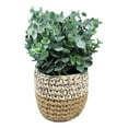 thumbnail image 5 of Set Of 3 Realistic Artificial Botanica Fern Eucalyptus Plant In Chic Woven Pots, 5 of 6