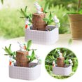 thumbnail image 1 of Desktop Ornament,Brazilwood Easy To Grow Indoor Tabletop Hydroponic Planter Green For Home And,Home Decor, 1 of 6