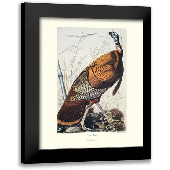 Audubon, John James 12x14 Black Modern Framed Museum Art Print Titled - Wild Turkey (decorative border)