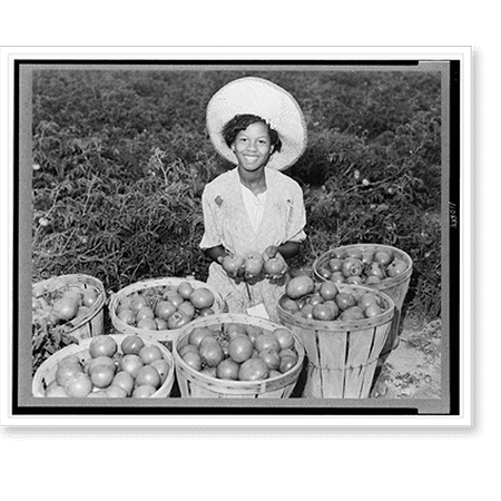 Historic Print, [Girl with baskets of tomatoes in field, in southern Maryland].Photo by William J. Forsythe., 16" x 20"