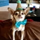 thumbnail image 3 of 2 Piezas De Mascota De 1 Año De Edad, Sombrero De Perro, Gato, Corona, Gorra, Bowknot, Sombrero, Accesorio, Azul Zulema Pet Dog Cat Pyppy Headwear, 3 of 8