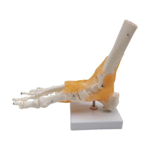Anatomía del modelo de del pie 1:1 Flexible para mostrar la Zulema Modelos de articulación del pie