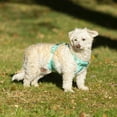 thumbnail image 5 of Vibrant Life, Dog Harnesses, Adjustable Neoprene Dog Walking Harness, Green, Size XS, 5 of 6
