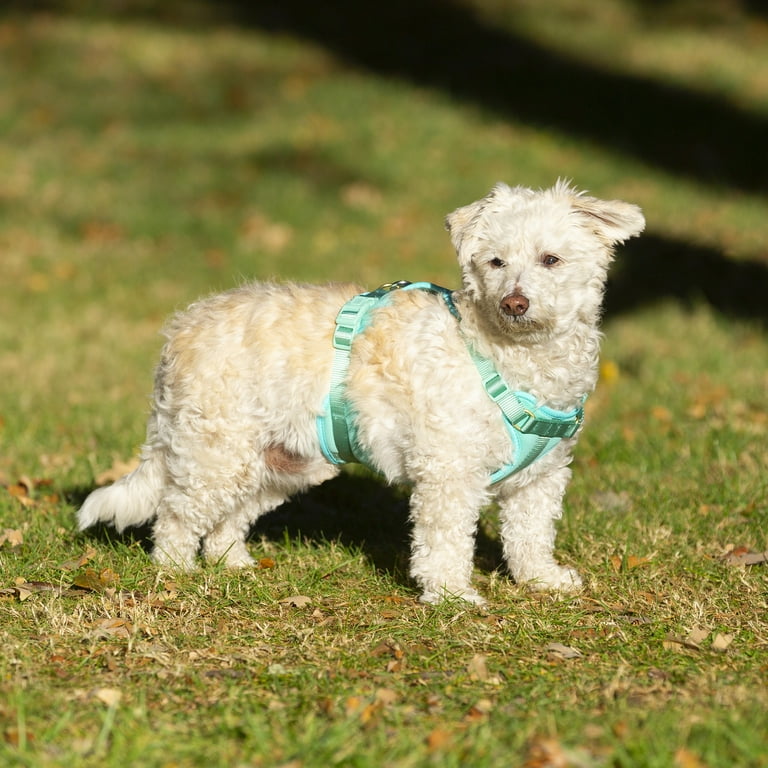 Toy size top dog harness
