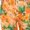 Green, variant on Beach Shorts for Women 2026 Summer Casual Floral Printed Elastic Waist Relaxed Fit Straight Leg Shorts with Pockets