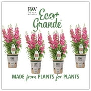 4.25 in. Eco+Grande, Angelface Perfectly Pink Summer Snapdragon (Angelonia) Live Plant, Pink Flowers (4-Pack)