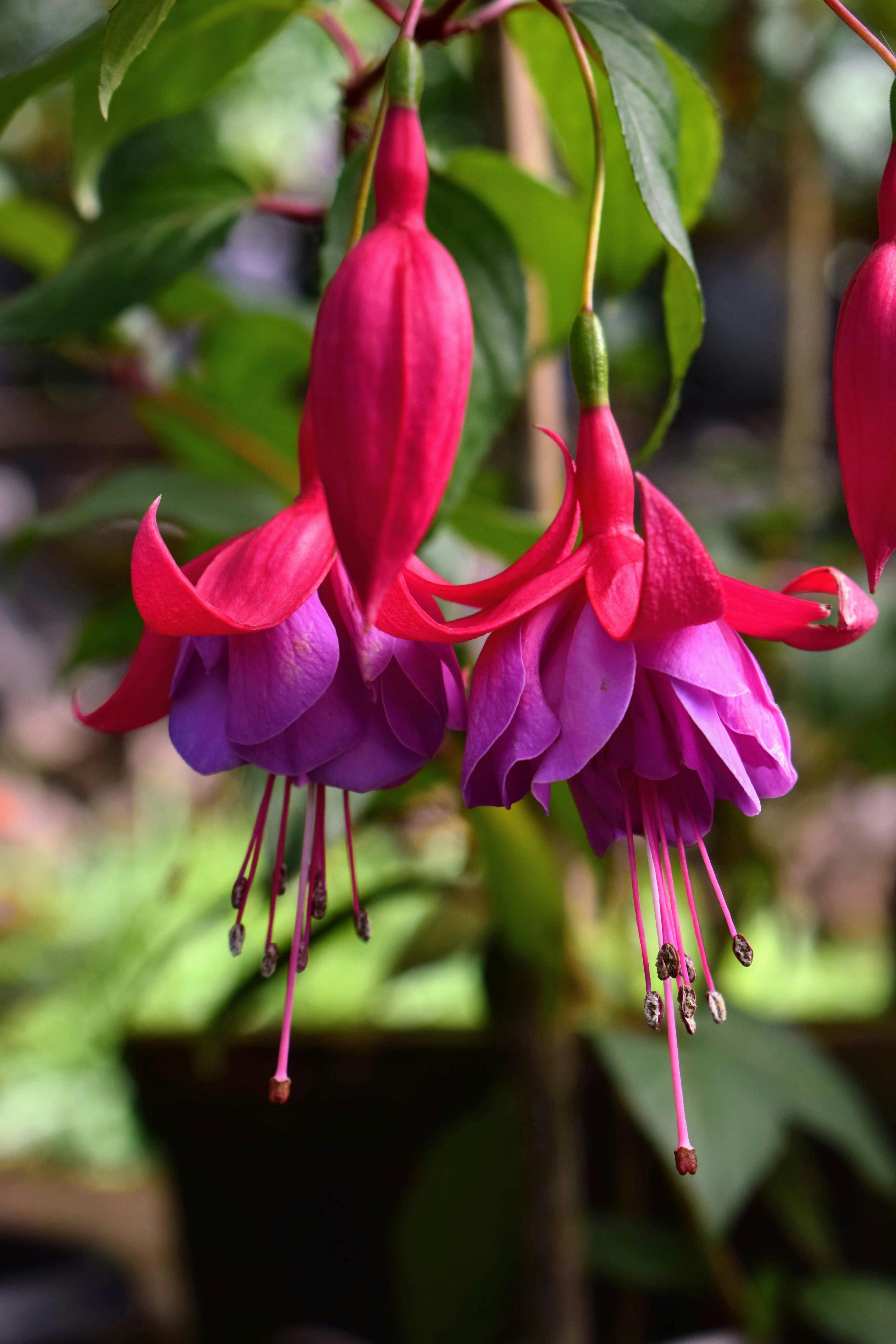 Expert Gardener 1.5 Gallon Fuchsia Hanging Basket Live Plant, Annual Flower Plant, Partial Shade