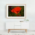 thumbnail image 5 of Washington Poppy in Bloom - Ocean Shores Washington Photography Flowers Floral Nature Botanical Garden Scenic Summer Oak Framed Wall Art Print 24 x 36 inches, 5 of 6