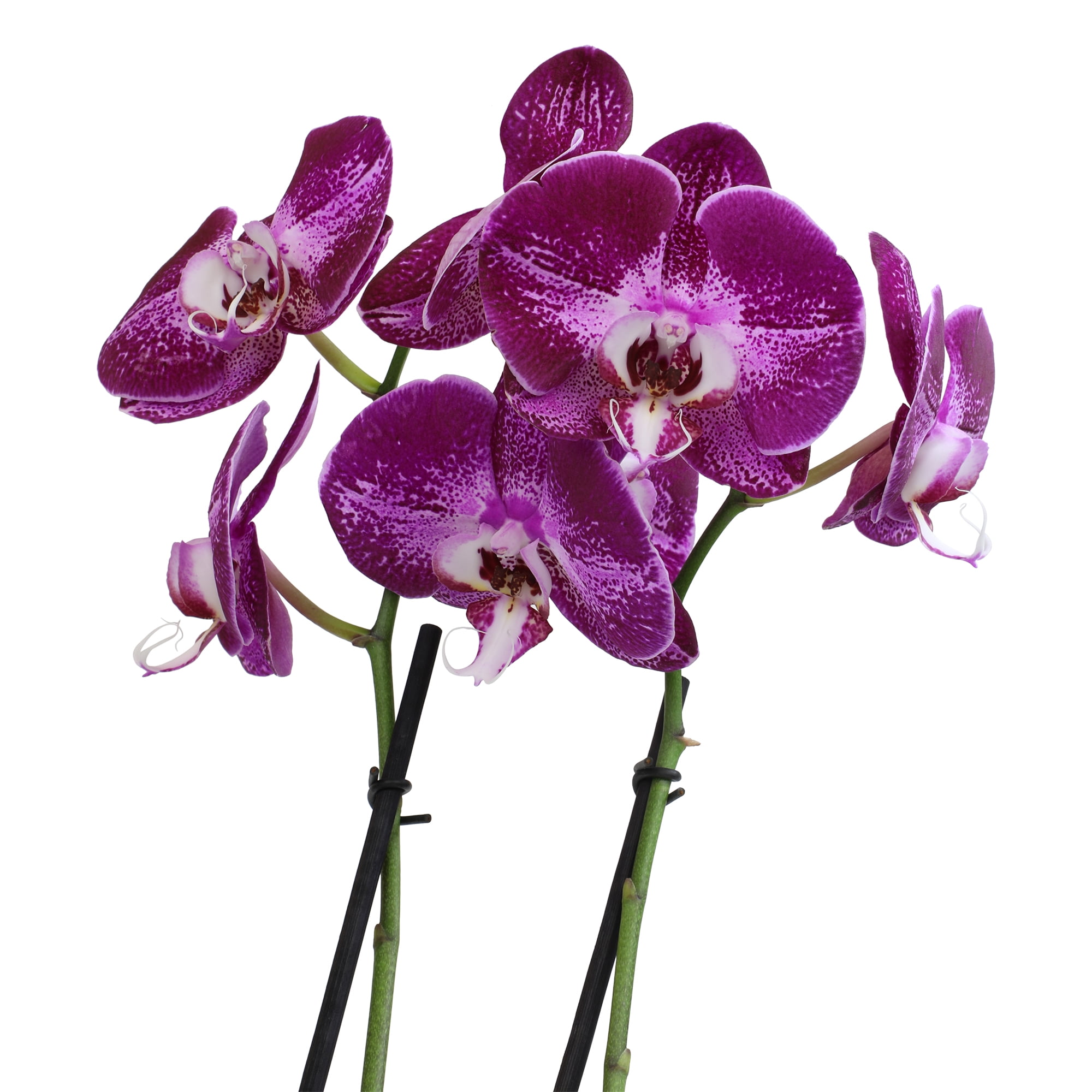 Element by Altman Plants 18-30" Purple Orchid - White Pot - Pet Safe - Easy Live Plant - Partial Sun