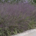 thumbnail image 2 of 1 Gal. Pot, Purple Love Ornamental Grass Perennial Plant - 1 plant per offer, 2 of 4