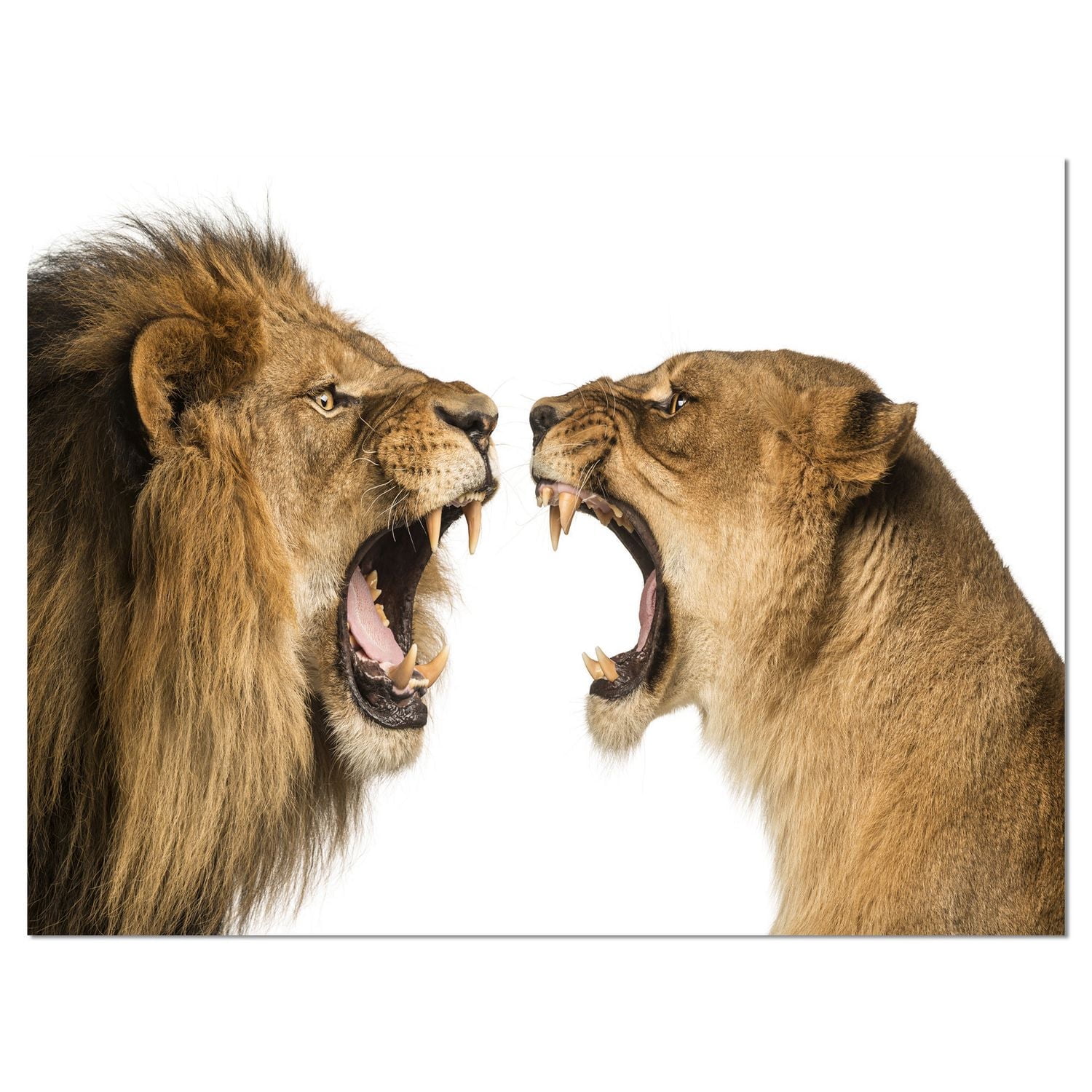 Design Art Lion Et Lionne Rugissant Art Sur Toile