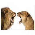 thumbnail image 1 of Design Art Lion And Lioness Roaring Canvas Print, 1 of 3