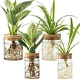 thumbnail image 1 of Juego de 4 estaciones de propagación de plantas de vidrio con floreros hidropónicos, 1 of 9