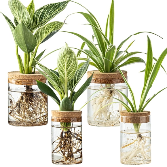 Juego de 4 estaciones de propagación de plantas de vidrio con floreros hidropónicos